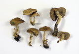 Pholiota highlandensis image