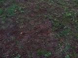 Gyromitra caroliniana image