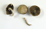 Psathyrella ellenae var. yubaensis image
