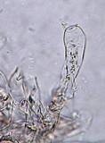 Discina ancilis image