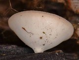 Cookeina colensoi image