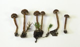 Psilocybe montana image