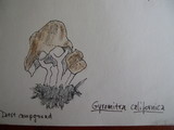 Gyromitra californica image