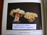 Gyromitra californica image