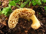 Morchella americana image