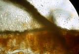 Rhytisma punctatum image