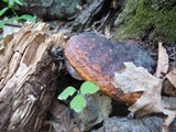Fomitopsis schrenkii image