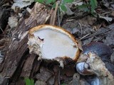 Fomitopsis schrenkii image