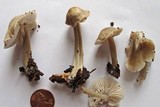Mycena galericulata image
