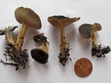 Helvella solitaria image
