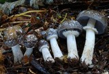 Cortinarius meleagris image