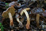 Cortinarius xenosma image
