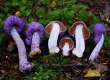 Cortinarius porphyroideus image