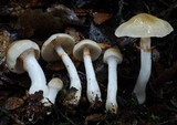 Cortinarius cycneus image