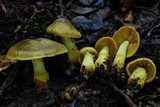 Cortinarius canarius image
