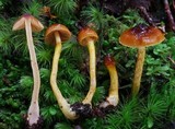 Cortinarius castaneodiscus image