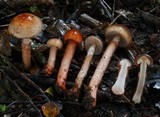 Cortinarius indolicus image