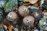 Calostoma rodwayi image