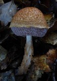 Austroboletus lacunosus image