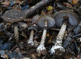 Amanita nigrescens image