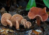 Lactarius umerensis image