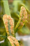 Uromyces pisi-sativi image