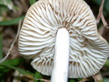 Marasmius oreades image