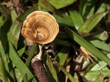 Microporus xanthopus image
