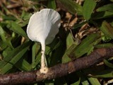Microporus xanthopus image