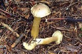 Tricholoma bufonium image