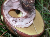 Suillus luteus image