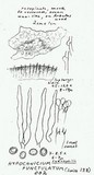 Hypochnicium punctulatum image