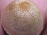 Psilocybe tampanensis image