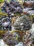 Collema tenax var. tenax image
