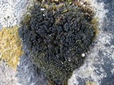 Collema tenax var. ceranoides image