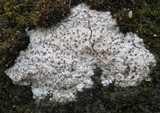 Diploschistes diacapsis image