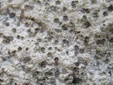 Diploschistes diacapsis image