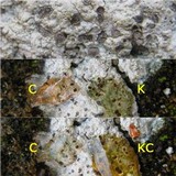 Diploschistes diacapsis image