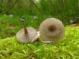 Arrhenia epichysium image