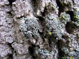 Phaeophyscia ciliata image