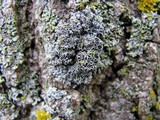 Phaeophyscia ciliata image