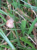 Psilocybe tampanensis image
