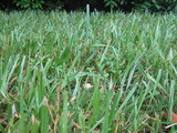 Psilocybe tampanensis image