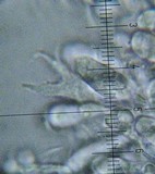 Mycena galericulata image
