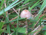 Psilocybe tampanensis image