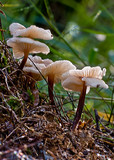 Laccaria lateritia image
