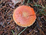 Amanita muscaria subsp. muscaria image