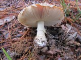 Amanita muscaria subsp. muscaria image