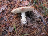 Amanita muscaria subsp. muscaria image