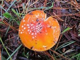 Amanita muscaria subsp. muscaria image